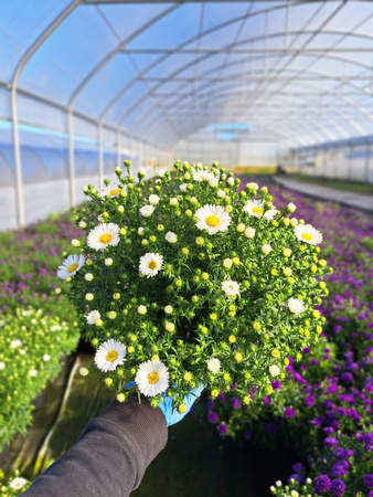 ASTER NOWOBELGIJSKI MAGIC WHITE P13 - BIAŁY