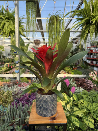 GUZMANIA FIERO RED P12