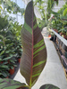BANANOWIEC SIKKIMENSIS EVER RED P21