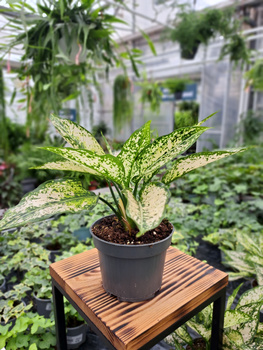 AGLAONEMA SNOW WHITE P12