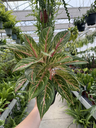 AGLAONEMA COCOMELON P19