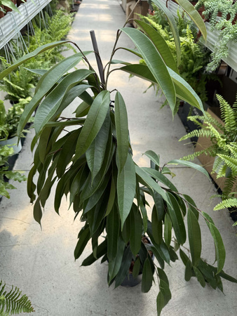 FICUS BINNENDIJKII AMSTEL KING P21