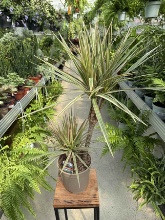 DRACENA MARGINATA BICOLOR P17