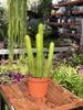 CACTUS CLEISTOCACTUS P9