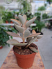 KALANCHOE ORGYALIS P12