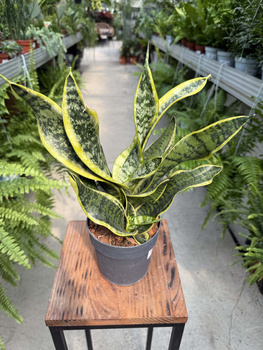SANSEVIERIA DRAGON TONGUE P12