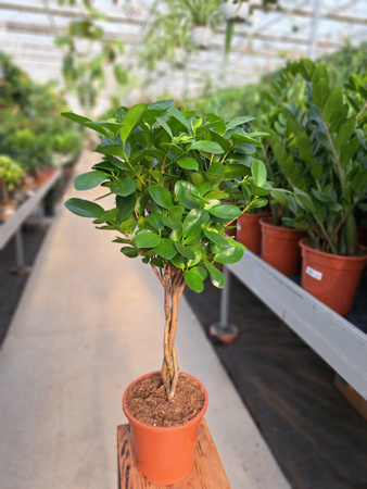 FICUS MICROCORPA MOCLAME P17