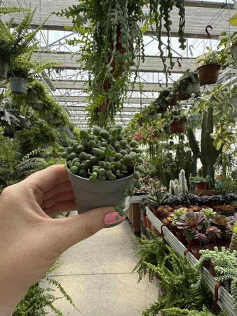 SENECIO ROWLEYA P6
