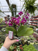 PHALENOPSIS AROMIO FRUITY MINI P7 PROMOCJA