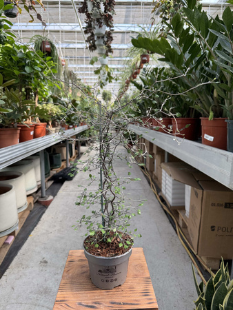 COROKIA COTONEASTER P12