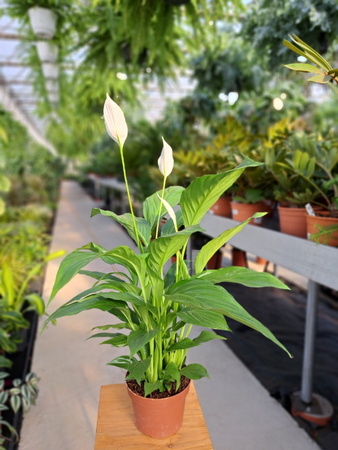 SPATHIPHYLLUM STRAUSS P13