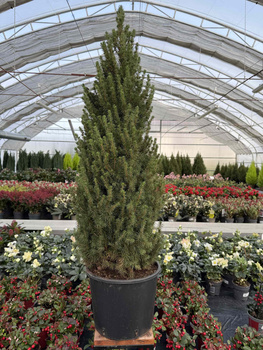 ŚWIERK BIAŁY CONICA P25