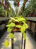 PHILODENDRON MICANS LIME P16