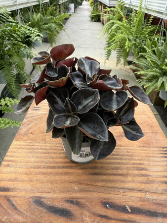 PEPEROMIA COLOMBIANA P6