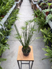 CYPERUS HASPAN P13