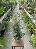 PAPROĆ PTERIS EVERGEMIENSIS P13