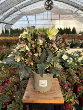 CIEMIERNIK VALERIA P14