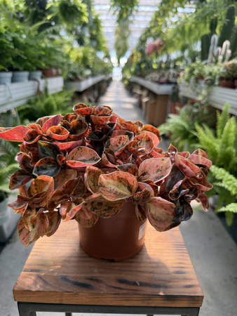 PEPEROMIA CAPERATA P12
