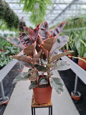 FICUS ELASTICA BELIZE P27