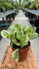 PEPEROMIA GOLDEN GATE P12