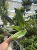 PHILODENDRON COBRA P13