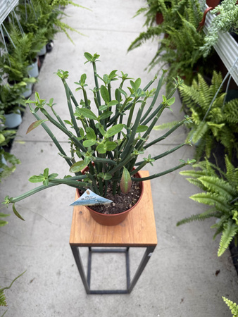 EUPHORBIA PHOSPHOREA P15
