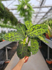 DIEFFENBACHIA REFLECTOR P17