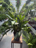 AGLAONEMA ROMEO P17