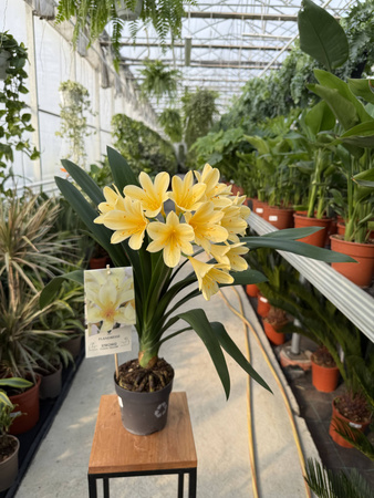 CLIVIA P13 CITINA