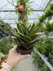 SANSEVIERIA HAHNII P9
