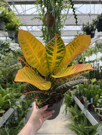 CROTON PETRA P17