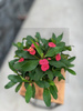 EUPHORBIA VULCANUS P13