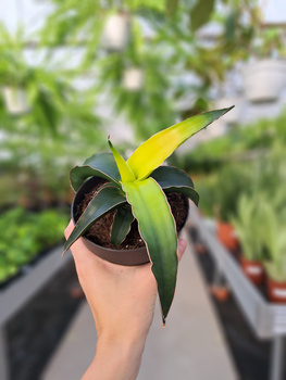 SANSEVIERIA STAR CANARY P12