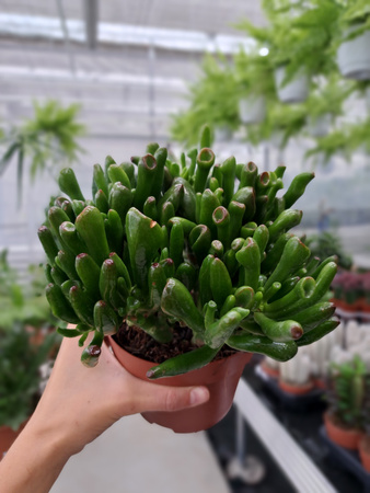 CRASSULA OVATA HOBBIT P12