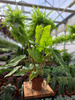 PHILODENDRON PARADISO VERDE P10,5