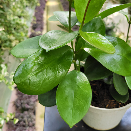 HOYA AUSTRALIA P13