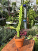 EUPHORBIA LACTEA VARIEGATA P8
