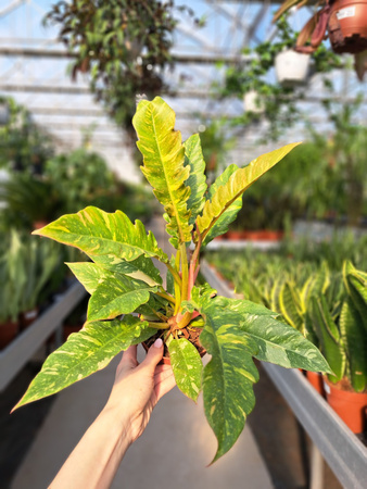 PHILODENDRON RING OF FIRE P12