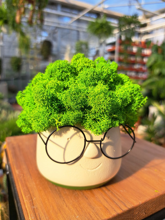 KOMPOZYCJA Z CHROBOTKA OKULARKI MAŁE ZIELONE