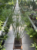 PAPIRUS - CYPERUS P18