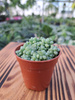 SEDUM BURRITO P5,5