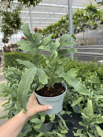PAPROĆ PHLEBODIUM AUREUM BLUE STAR P13