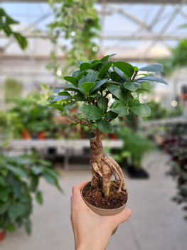 FICUS GINSENG P9