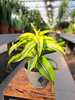 DRACENA LEMON SURPRISE P12