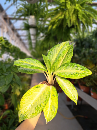 AGLAONEMA CITRONELLE P12