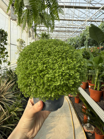 SELAGINELLA P10.5