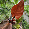 PHILODENDRON SUNLIGHT