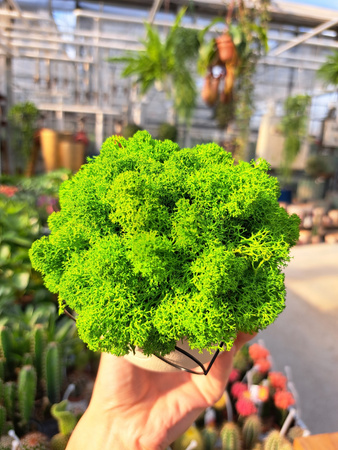 KOMPOZYCJA Z CHROBOTKA OKULARKI MAŁE ZIELONE