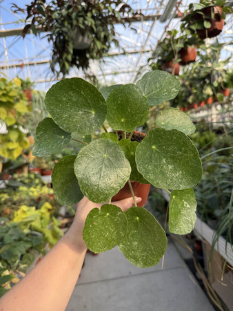 PILEA - PIENIĄŻEK SUGAR P13