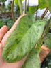 PHILODENDRON PARADISO VERDE P10,5